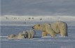 Big Animals Polar Bears Adventure